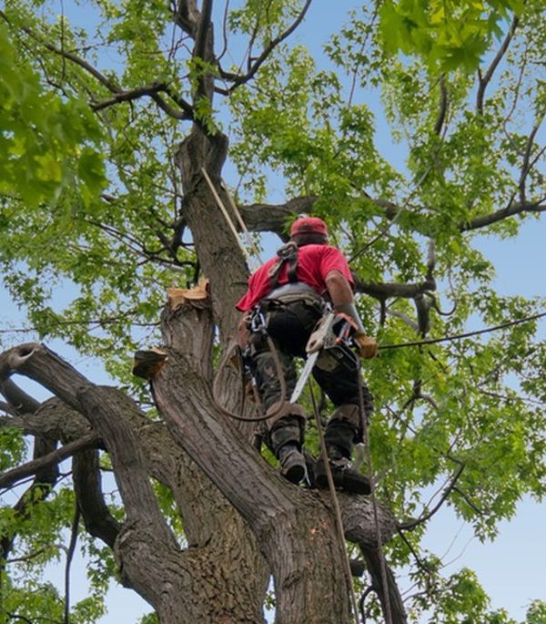 Trees - Emergency call outs near me Harlow CM17