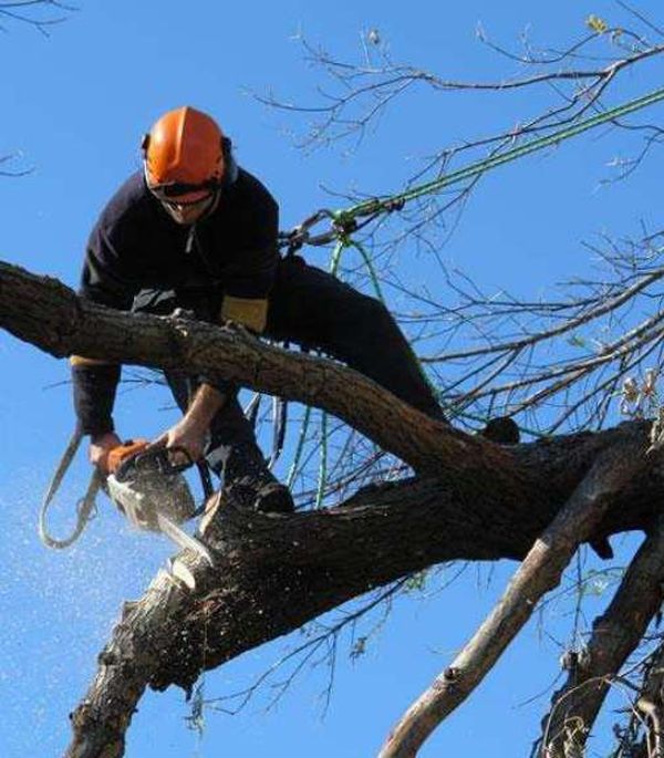 All Tree problems dealt with in Harlow CM17