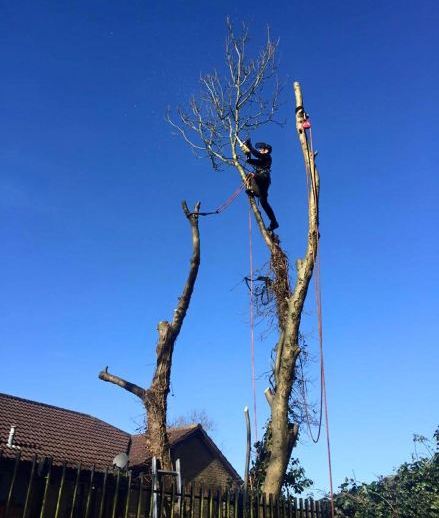Call the Tree Services experts in Harlow CM17
