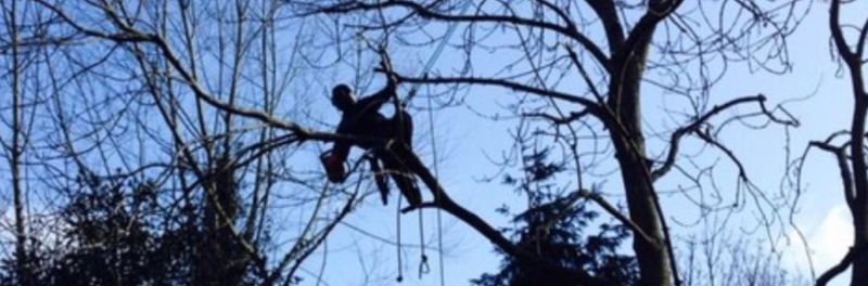 Tree Pollarding near me Harlow CM17