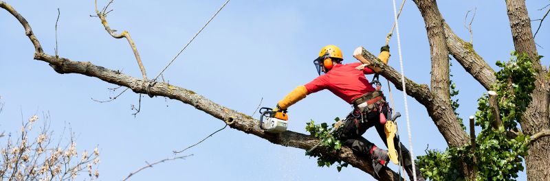Tree Pruning near me Harlow CM17