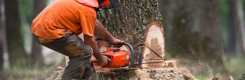Tree Cutting near me Harlow CM17