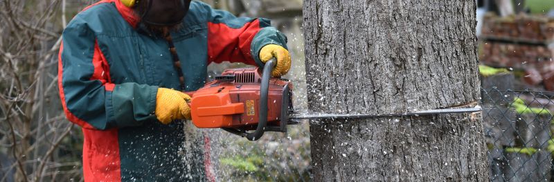 Tree Services near me Harlow CM17