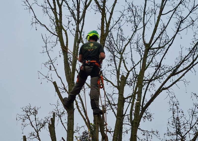 Tree Services in my area Harlow CM17