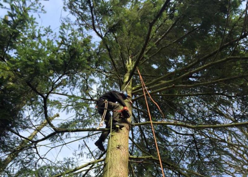 do you need a Tree Surgeon in Harlow CM17